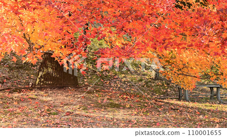 在一棵有秋葉的大樹下 110001655