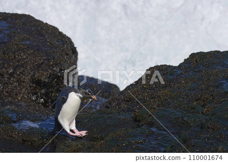 Rockhopper Penguin coming ashore 110001674