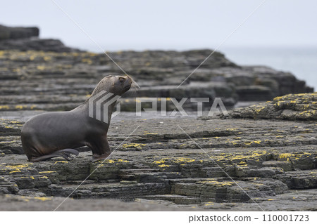 Male Southern Sea Lion  110001723