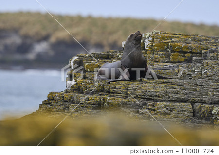 Male Southern Sea Lion Male Southern Sea Lion 110001724