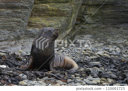 Male Southern Sea Lion Male Southern Sea Lion 110001725