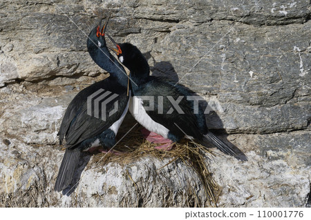Rock Shag courting Rock Shag courting 110001776