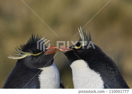 Rockhopper Penguins courting Rockhopper Penguins courting 110001777