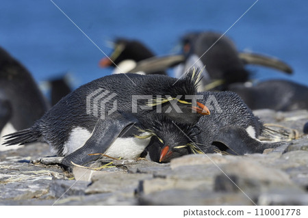 Rockhopper Penguins courting 110001778