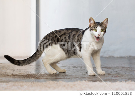 Adorable tabby cat at home Adorable tabby cat at home 110001838