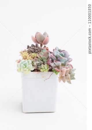 Rare Houseplant on white background. Succulent flower rosette in white plastic pot Rare Houseplant on white background. Succulent flower rosette in white plastic pot 110001850