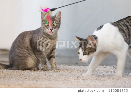 Funny cat playing toy indoor Funny cat playing toy indoor 110001853