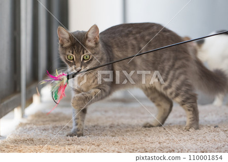 Funny cat playing with a bright teaser toy at home Funny cat playing with a bright teaser toy at home 110001854
