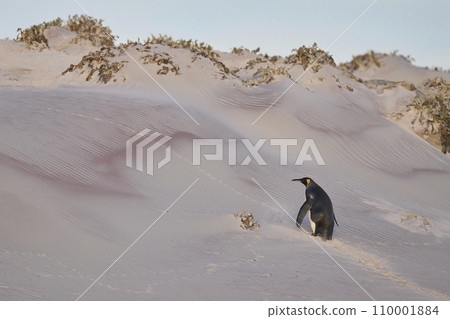 King Penguin  climbing a sand bank 110001884