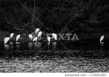 One of the largest herons in Japan, a flock of Great Egrets 110001887