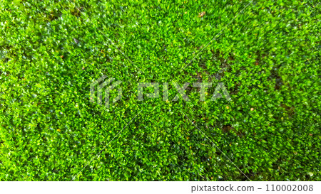 Close up green moss texture background Close up green moss texture background 110002008