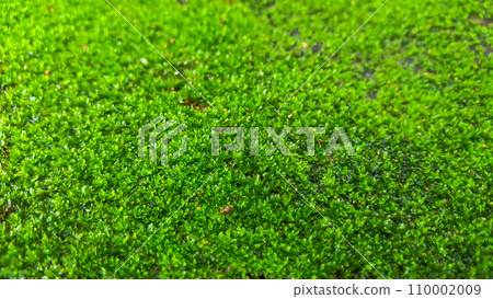 Close up green moss texture background Close up green moss texture background 110002009