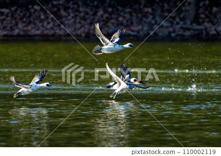 一群冬季鳥類、鴨科、秋沙鴨 一群冬季鳥類、鴨科、秋沙鴨 110002119