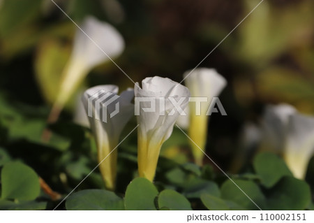 冬季花園中盛開的白色酢漿草花 110002151