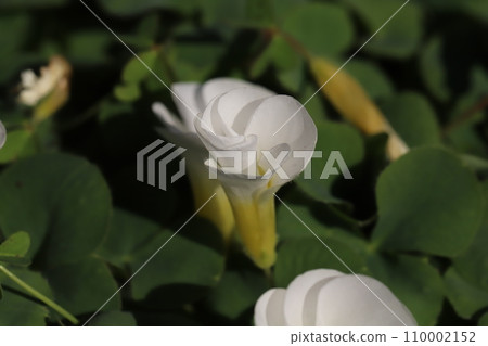 冬季花園中盛開的白色酢漿草花 110002152