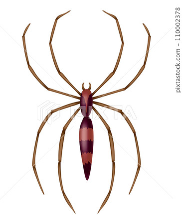 Spider. Dangerous wild insect symbol. Spooky, scary, horror design element. Use for printing, banner drawing or print pattern. Hand drawn top view icon isolated on white background Spider. Dangerous wild insect symbol. Spooky, scary, horror design element. Use for printing, banner drawing or print pattern. Hand drawn top view icon isolated on white background 110002378