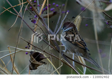 Foraging behavior of sparrows 110002402