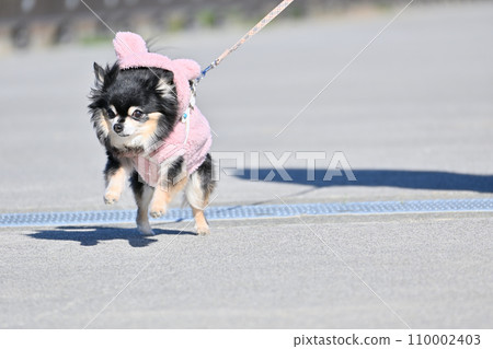 Jump! ! Chihuahua jumping over the grating Jump! ! Chihuahua jumping over the grating 110002403