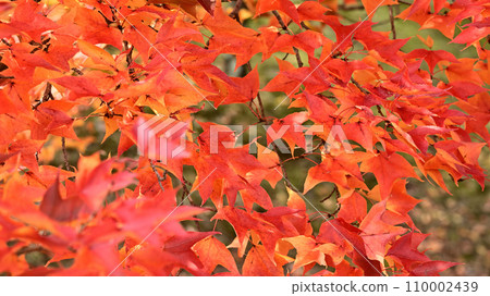 鮮紅的秋葉 鮮紅的秋葉 110002439