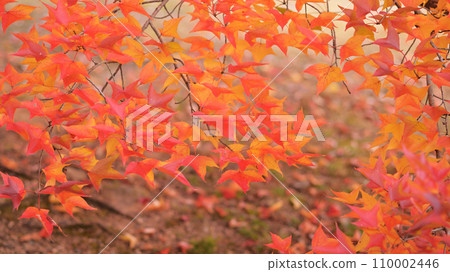 秋葉如錦江 110002446