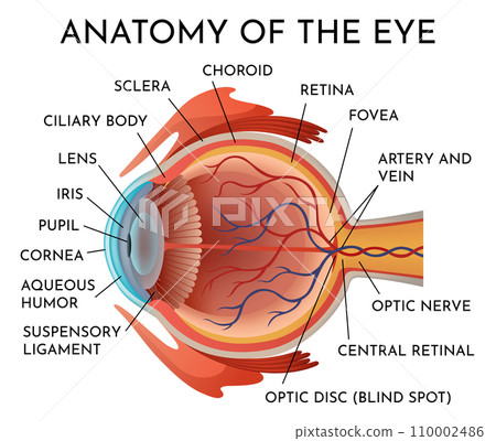 Human eye anatomy infographics with inside structure realistic vector poster illustration 110002486