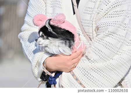 被寵壞的吉娃娃與女人一起散步 被寵壞的吉娃娃與女人一起散步 110002638