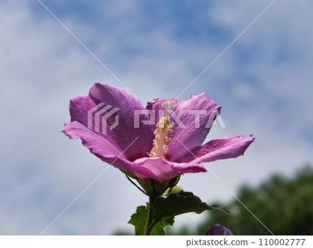 沙龍的紫色花 110002777