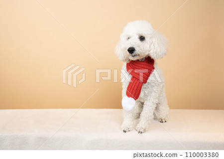 Toy poodle with beige back and red muffler Toy poodle with beige back and red muffler 110003380
