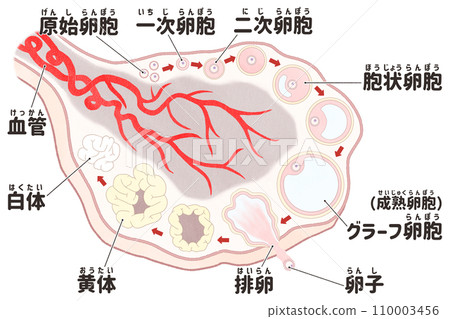 卵巢和卵泡發育過程的日本插圖。易於理解的人體解剖圖。 卵巢和卵泡發育過程的日本插圖。易於理解的人體解剖圖。 110003456