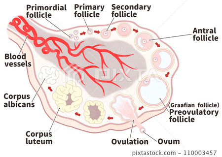 卵巢和卵泡發育過程英文圖解—簡單易懂的人體解剖圖 110003457
