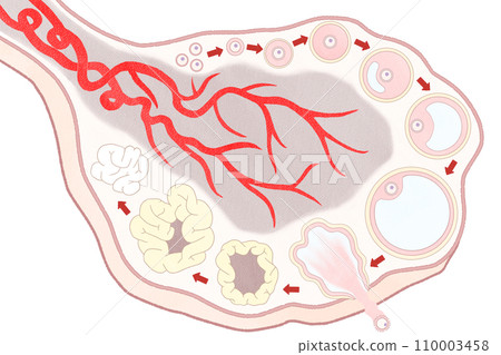 圖解說明卵巢和卵泡的發育過程－簡單易懂的人體解剖圖 110003458