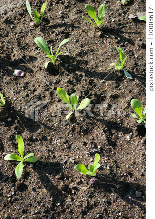 small seedlings planted regularly in a flower bed 110003617
