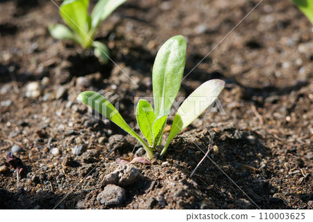 small seedlings planted regularly in a flower bed small seedlings planted regularly in a flower bed 110003625