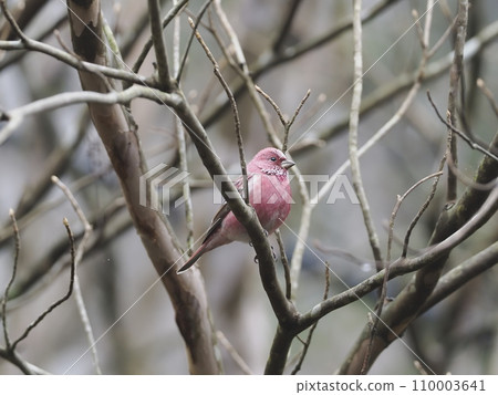 淡水魚 淡水魚 110003641