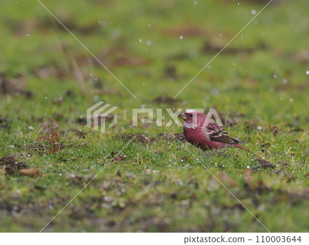 淡水魚 淡水魚 110003644