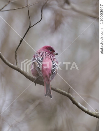 淡水魚 淡水魚 110003647