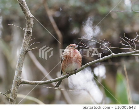 Freshwater fish 110003648