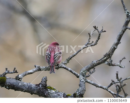 Freshwater fish Freshwater fish 110003649