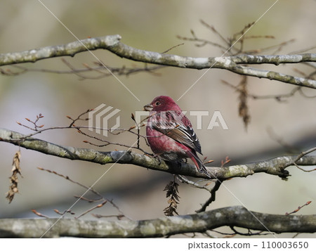 Freshwater fish Freshwater fish 110003650