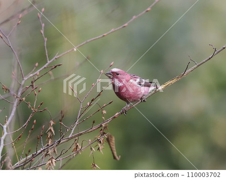 淡水魚 淡水魚 110003702