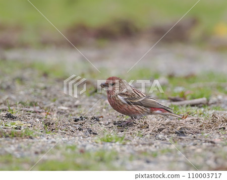 Freshwater fish 110003717