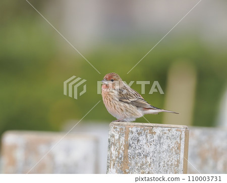 Freshwater fish 110003731