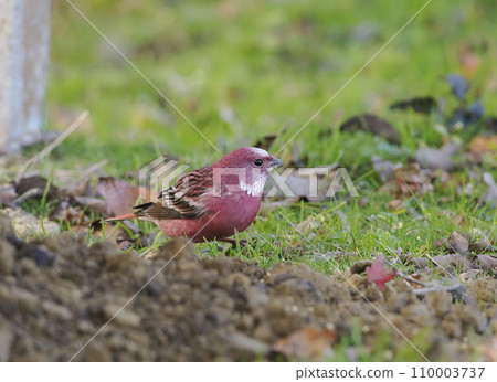 Freshwater fish 110003737