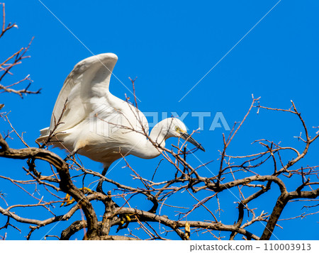 Little egret perched on a tree branch Little egret perched on a tree branch 110003913