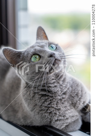 俄羅斯藍凝視某一點 110004278