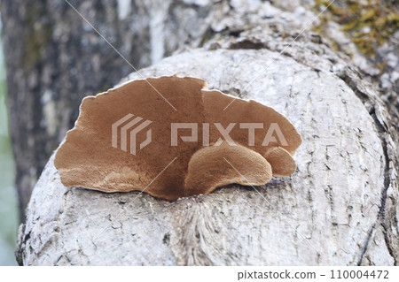brown mushroom growing from a stump brown mushroom growing from a stump 110004472