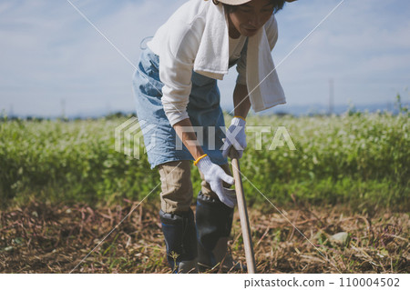 harvest, gents, male 110004502