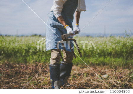 harvest, gents, male 110004503