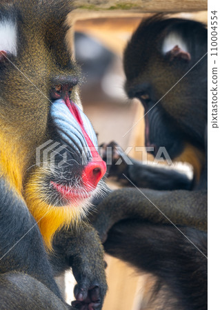 Majestic mandrill head with distinctive features against black backdrop. Wildlife wonder. Majestic mandrill head with distinctive features against black backdrop. Wildlife wonder. 110004554
