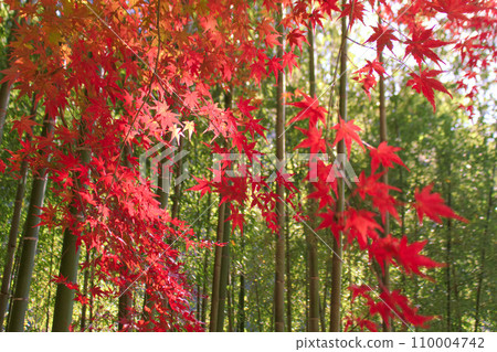 [Aichi Prefecture] Kasugai City Aiki tunnel group surrounding scenery 110004742